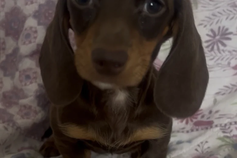 Dachshund (Miniature Smooth Haired)