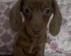 Dachshund (Miniature Smooth Haired)
