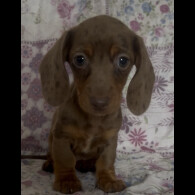 Dachshund (Miniature Smooth Haired)