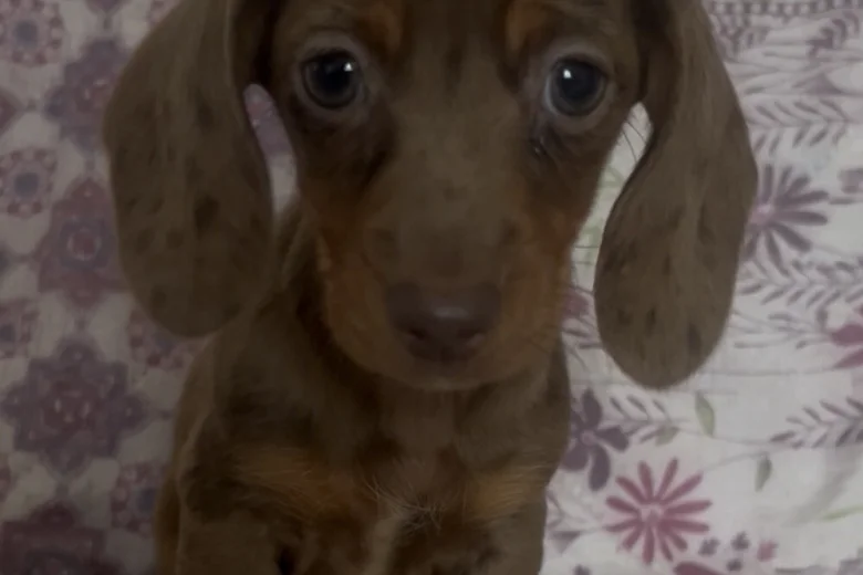 Dachshund (Miniature Smooth Haired)