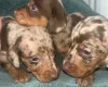 Dachshund (Miniature Long Haired)
