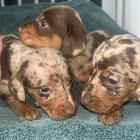 Dachshund (Miniature Long Haired)