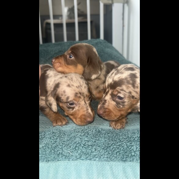 Dachshund (Miniature Long Haired)