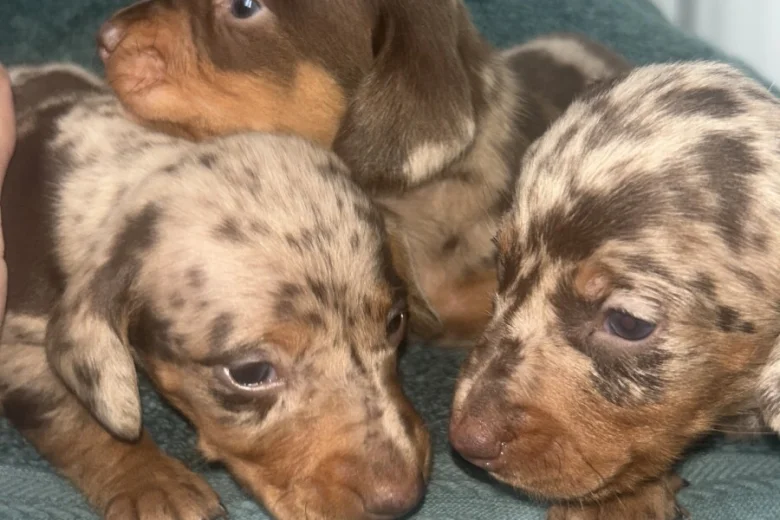 Dachshund (Miniature Long Haired)