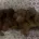 Dachshund (Miniature Smooth Haired)