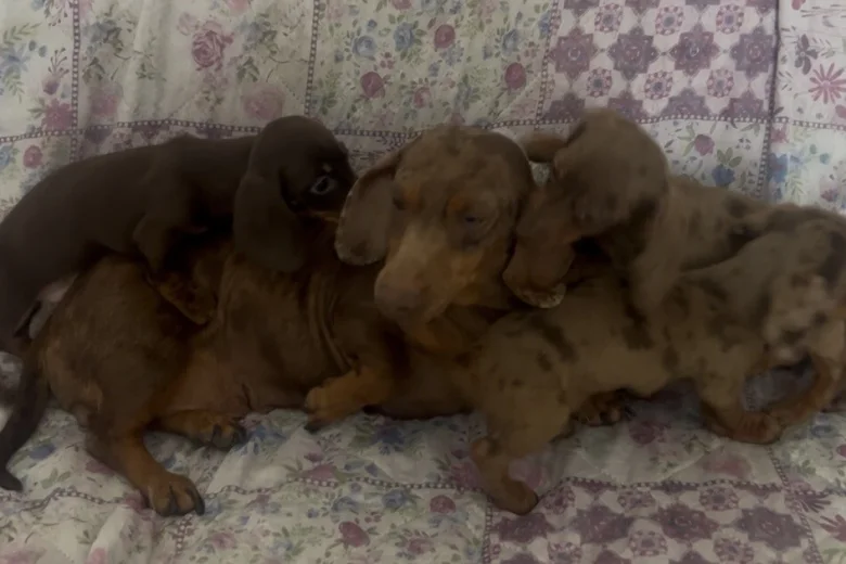 Dachshund (Miniature Smooth Haired)