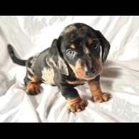 Dachshund (Smooth Haired)