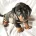 Dachshund (Smooth Haired)