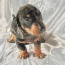 Dachshund (Smooth Haired)
