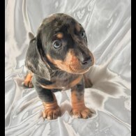 Dachshund (Smooth Haired)