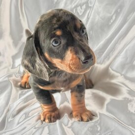 Dachshund (Smooth Haired)