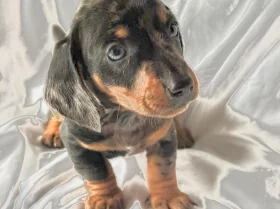 Dachshund (Smooth Haired)