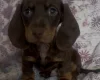 Dachshund (Miniature Smooth Haired)