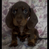 Dachshund (Miniature Smooth Haired)