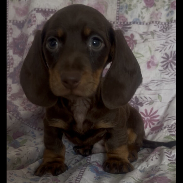 Dachshund (Miniature Smooth Haired)