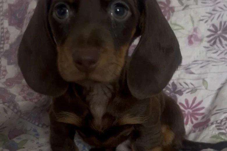Dachshund (Miniature Smooth Haired)