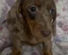 Dachshund (Miniature Smooth Haired)