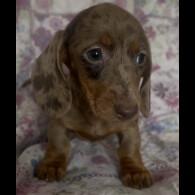 Dachshund (Miniature Smooth Haired)