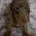 Dachshund (Miniature Smooth Haired)