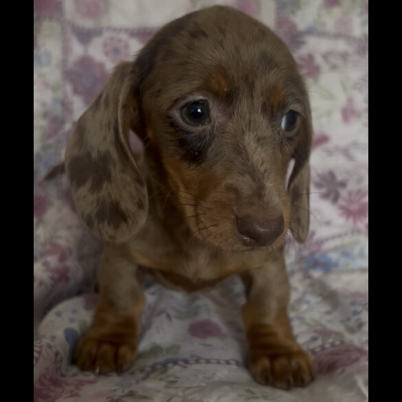 Dachshund (Miniature Smooth Haired)