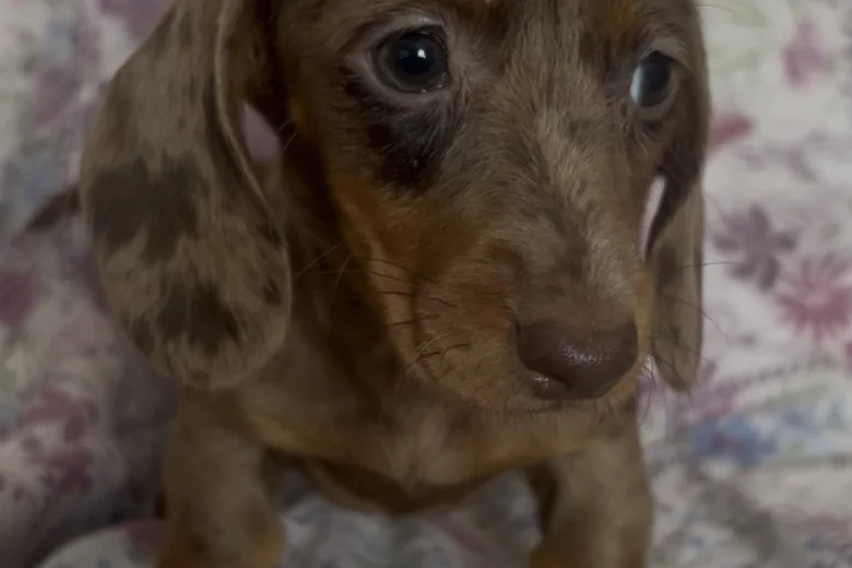 Dachshund (Miniature Smooth Haired)