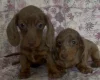 Dachshund (Miniature Smooth Haired)