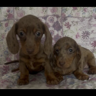 Dachshund (Miniature Smooth Haired)
