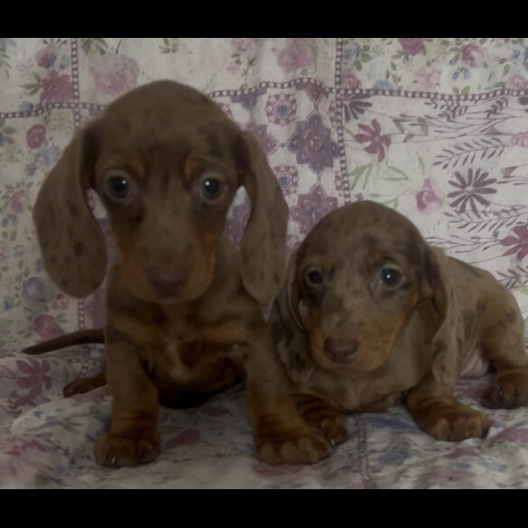 Dachshund (Miniature Smooth Haired)