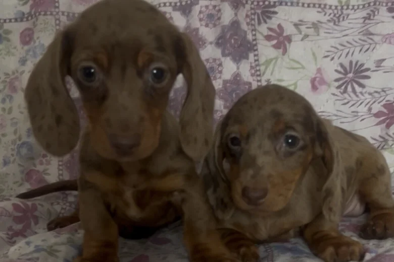 Dachshund (Miniature Smooth Haired)