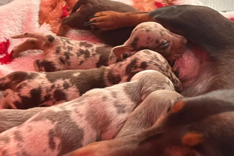 Dachshund (Miniature Long Haired)