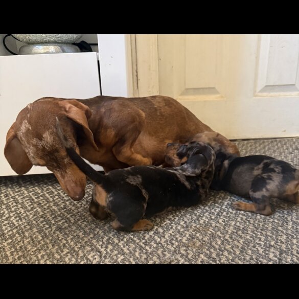 Dachshund (Smooth Haired)