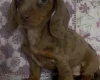 Dachshund (Miniature Smooth Haired)