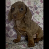 Dachshund (Miniature Smooth Haired)