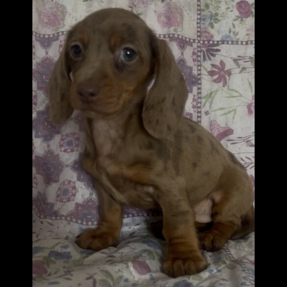 Dachshund (Miniature Smooth Haired)