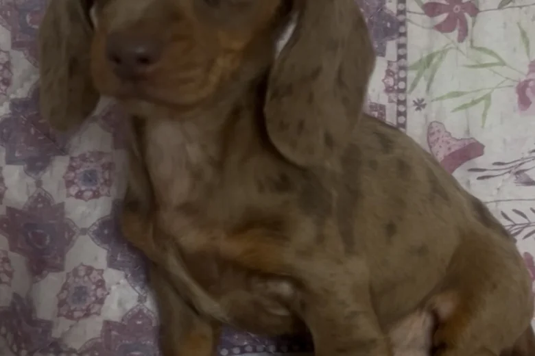 Dachshund (Miniature Smooth Haired)