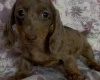 Dachshund (Miniature Smooth Haired)