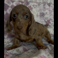 Dachshund (Miniature Smooth Haired)