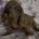 Dachshund (Miniature Smooth Haired)