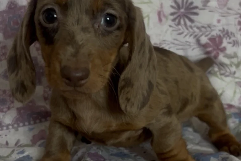 Dachshund (Miniature Smooth Haired)