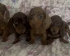 Dachshund (Miniature Smooth Haired)