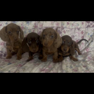 Dachshund (Miniature Smooth Haired)