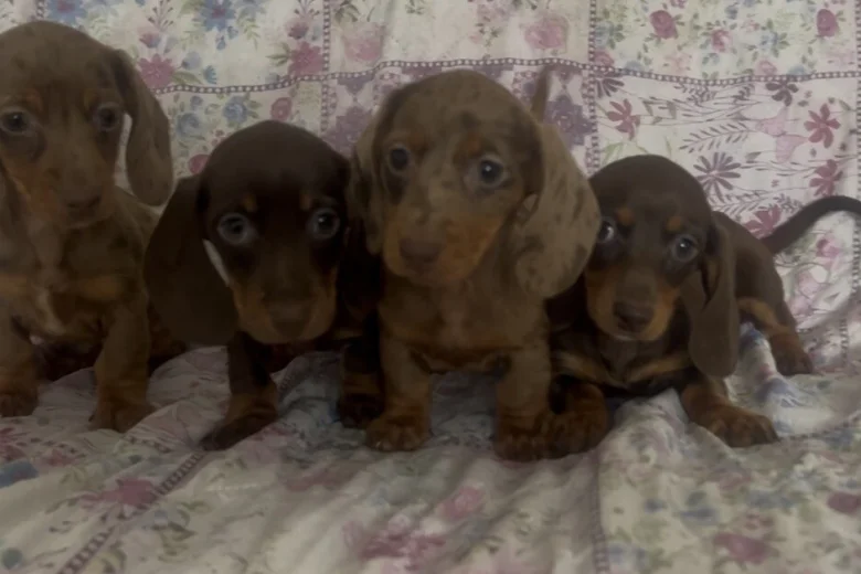 Dachshund (Miniature Smooth Haired)