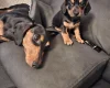 Dachshund (Smooth Haired)