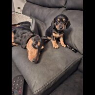 Dachshund (Smooth Haired)