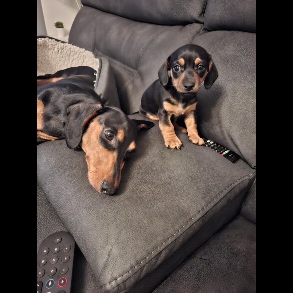 Dachshund (Smooth Haired)