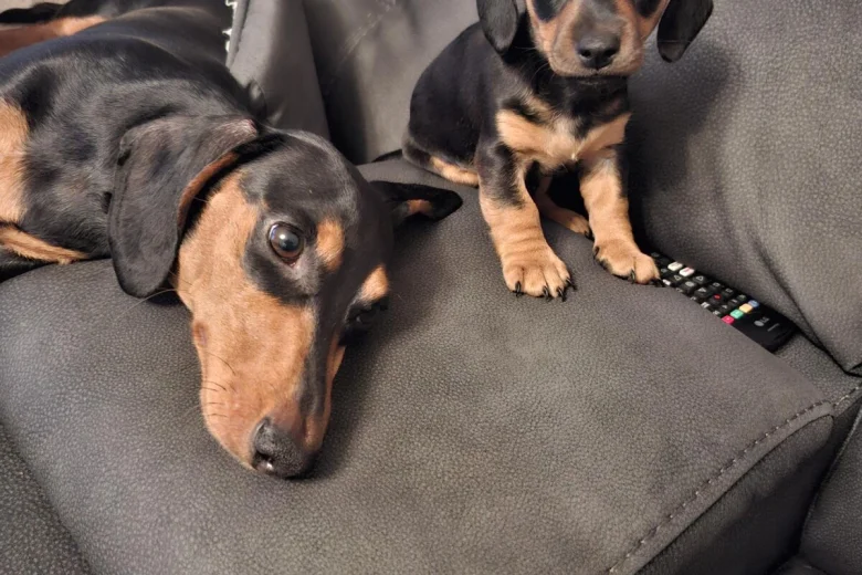 Dachshund (Smooth Haired)