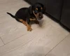 Dachshund (Smooth Haired)