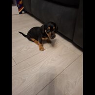 Dachshund (Smooth Haired)