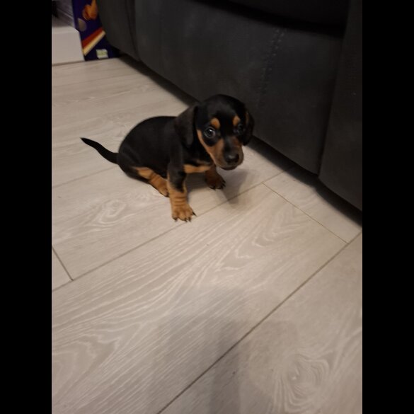 Dachshund (Smooth Haired)