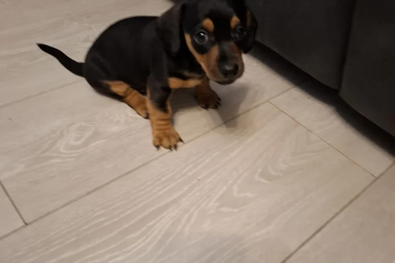 Dachshund (Smooth Haired)